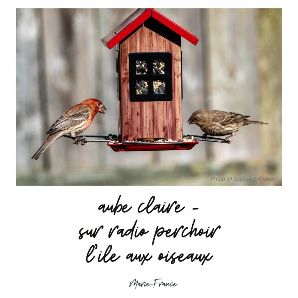 aube claire -
sur radio perchoir
l'ile aux oiseaux