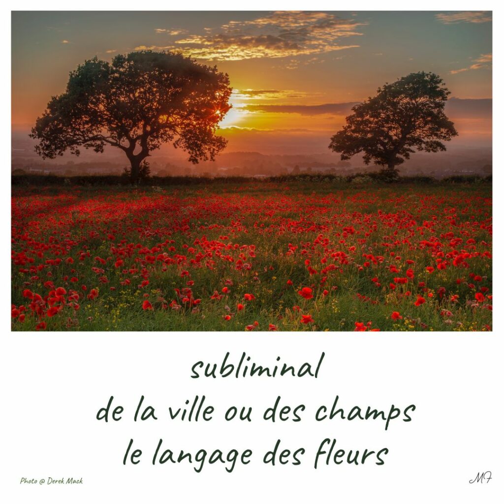 subliminal
de la ville ou des champs
le langage des fleurs