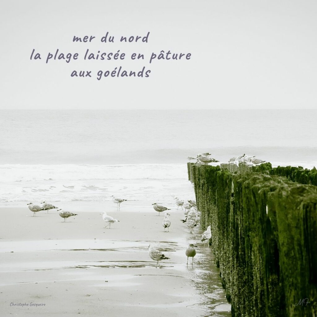 mer du nord
la plage laissée en pâture
aux goélands